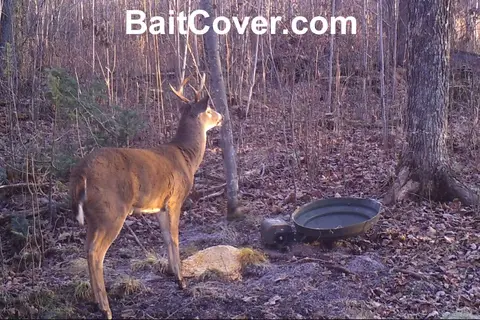 Trail camera photo: Buck Oct 28, 2012