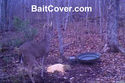 Trail camera photo: Buck Oct 27, 2012